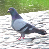 鳩.ツバメ.コウモリ.野鳥対策